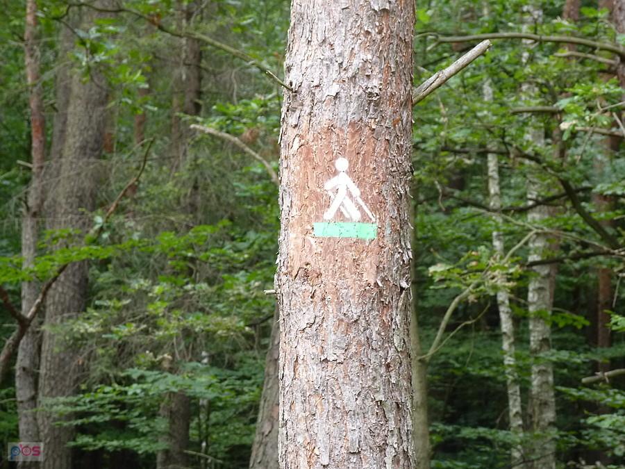 nie mam kijków, ale chyba mogę jechać?
