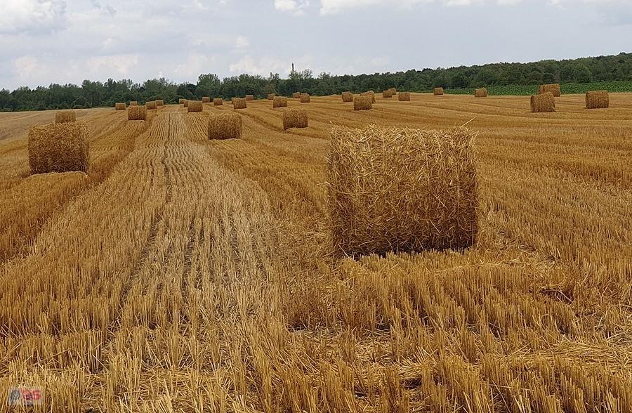 Po żniwach w okolicy S10
