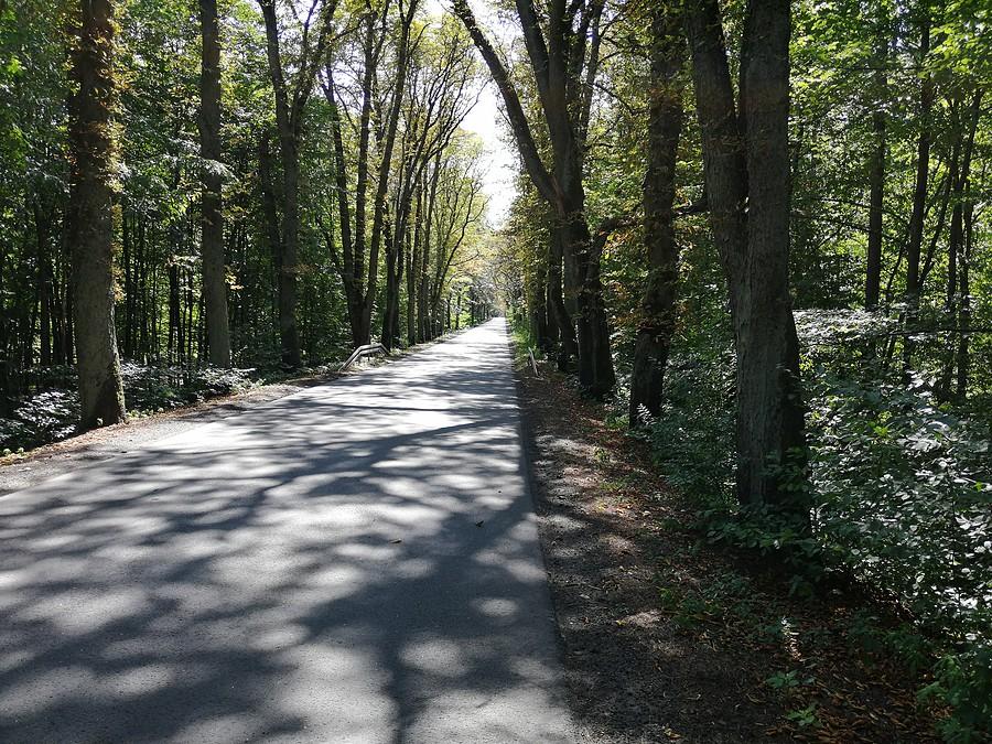Bory Stobrawskie za Wołczynem.