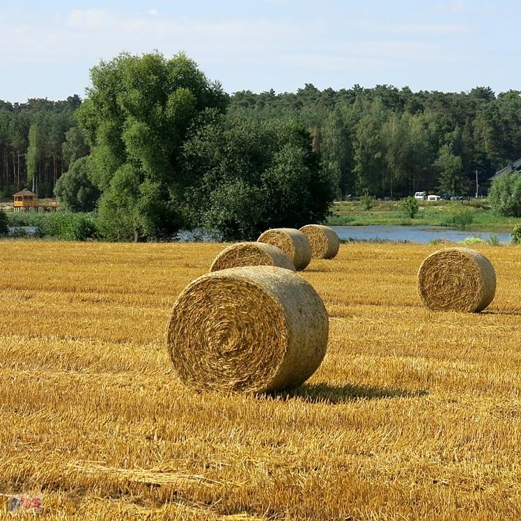 Żniwa kojarzą mi się z nadchodzącą jesienią