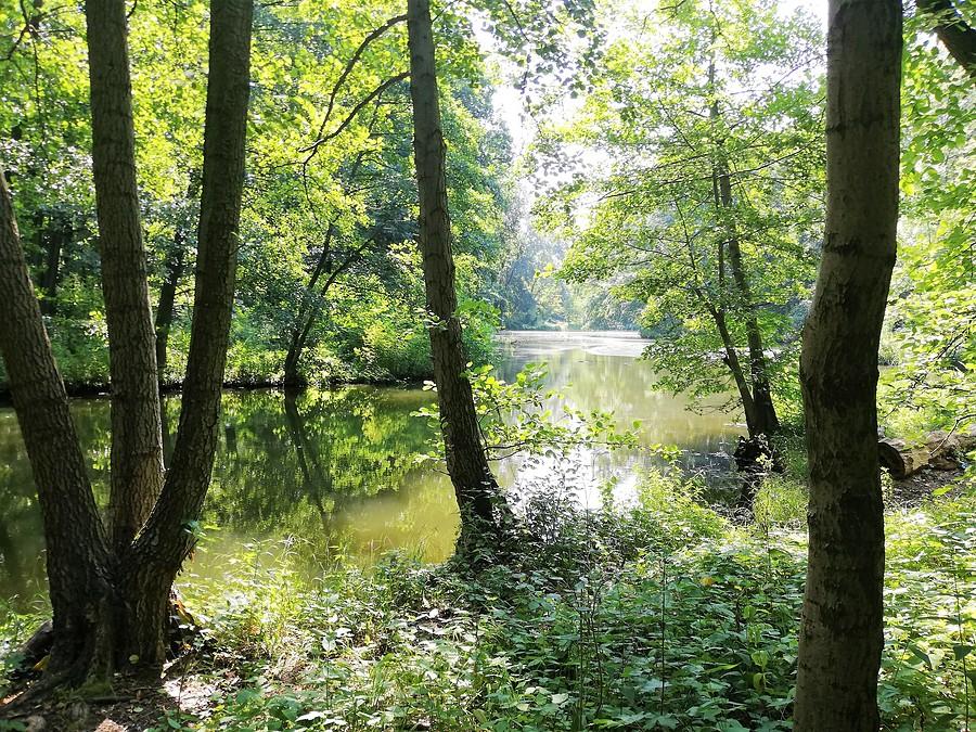 Póki jeszcze jest zielono - Las Dębiński
