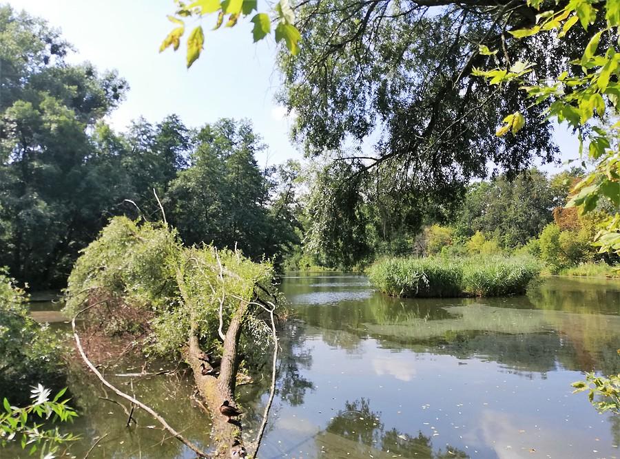 Z perspektywy drzew upadłych - Las Dębiński