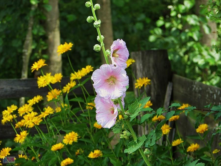 Malwa i rudebekia