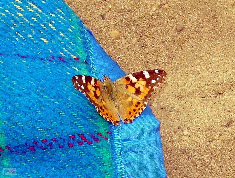 Motyl I