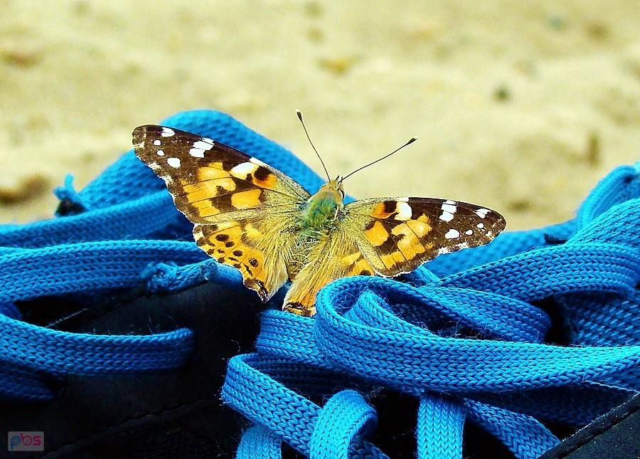 Motyl II