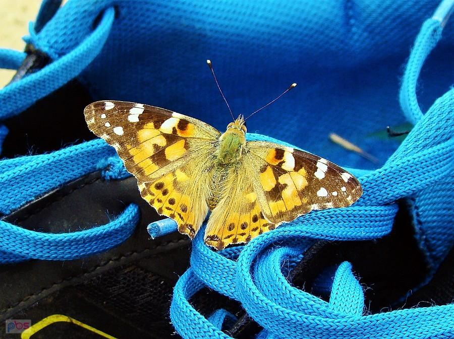 Motyl III