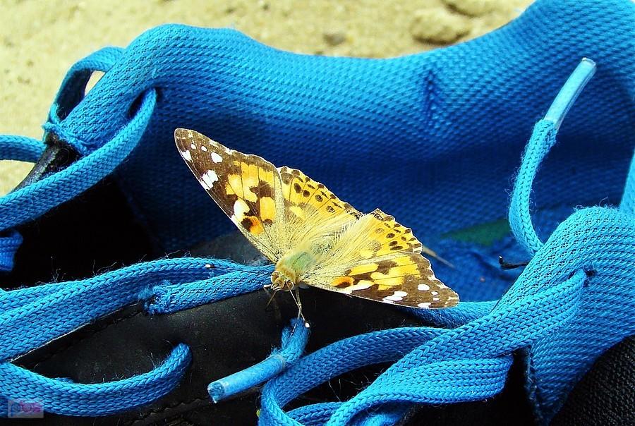Motyl IV
