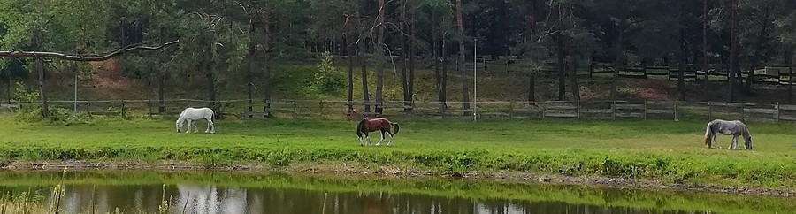 Przepiękne konie - Puszcza Zielonka