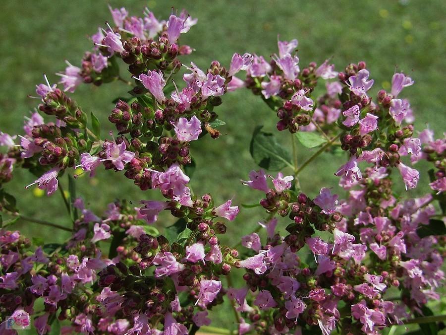 Lebiodka zwana oregano