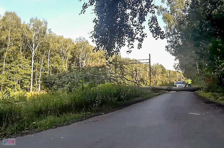 Niespodzianka na drodze w lasku Makoszowskim