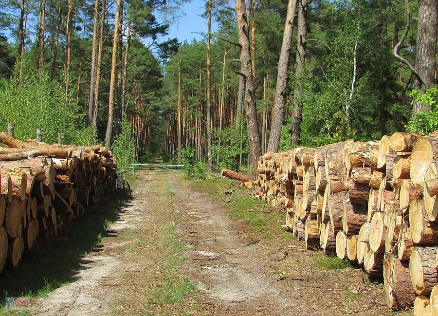 Zapach sosnowego drewna