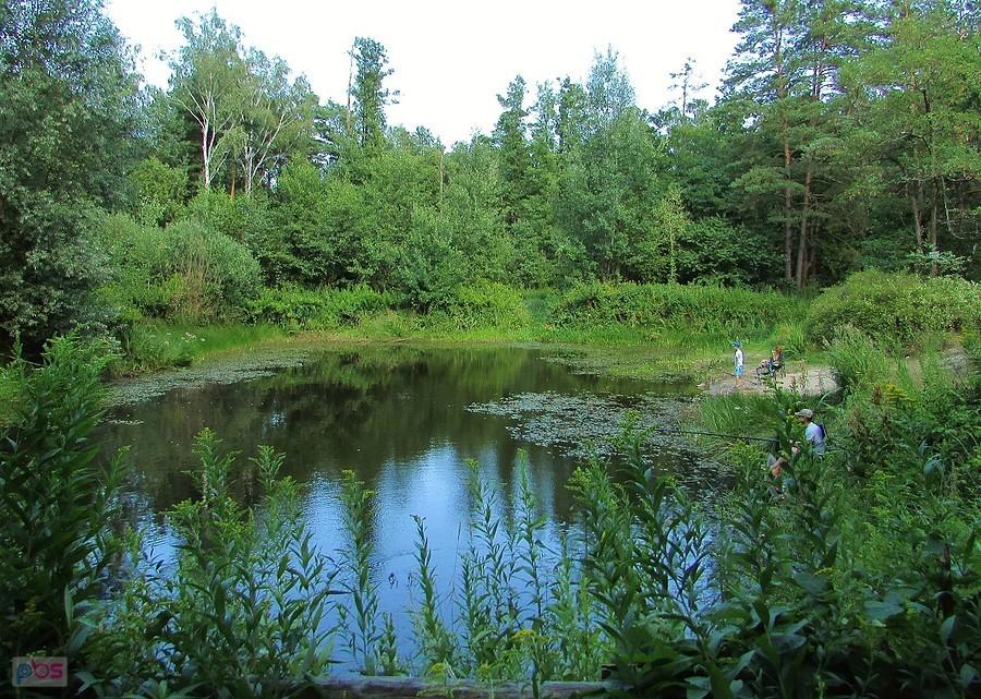 Śródleśne Jeziórko