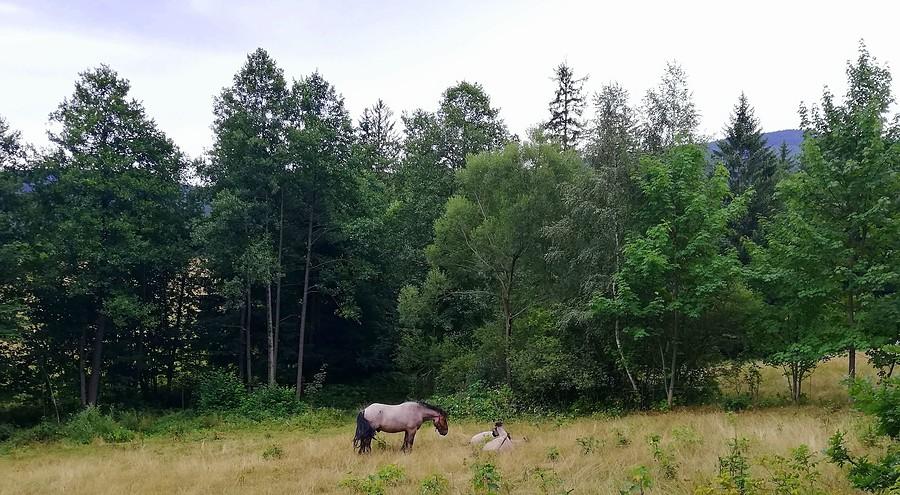 Końcentracja pełna