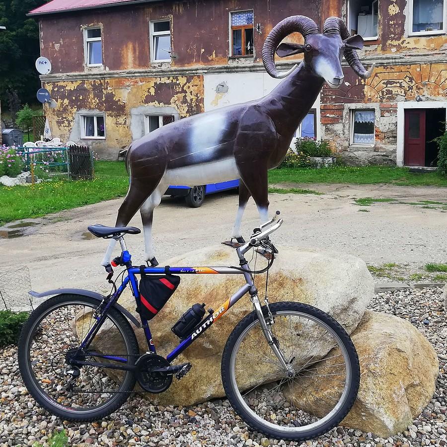 Staniszów, muflon kolonizator