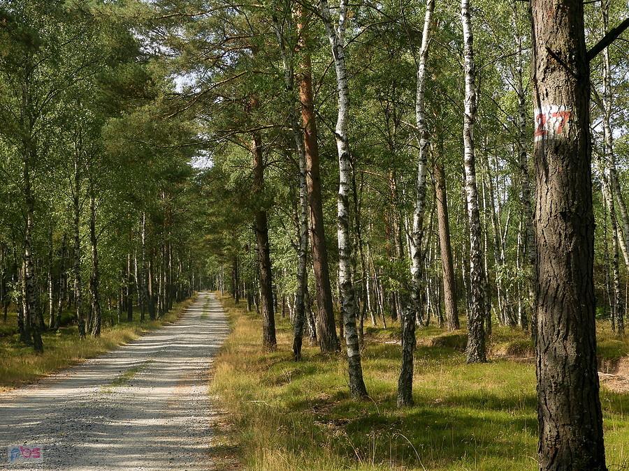 Leśna droga nr 27 przez Puszczę Wkrzańską