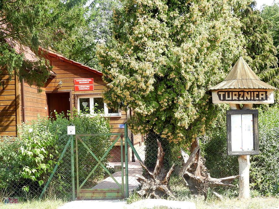 Leśnictwo Turznica.