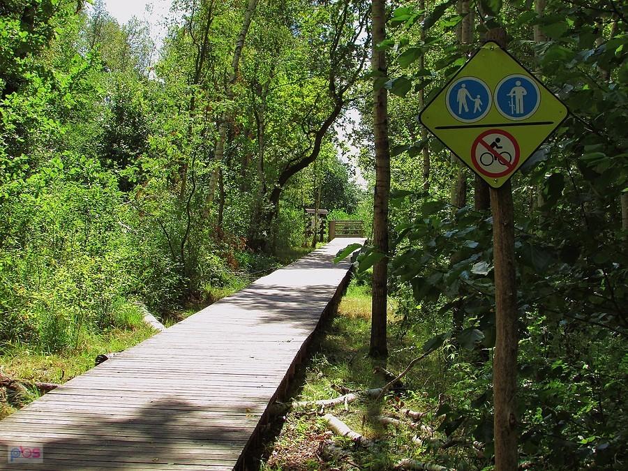 Granica - początek pomostu prowadzącego na Olszowieckie Błota