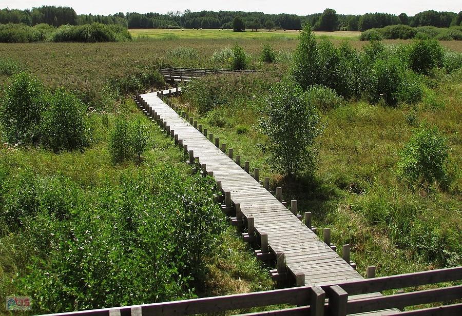 Olszowieckie Błota - widok z platformy widokowej w kierunku Kanału Olszowieckiego