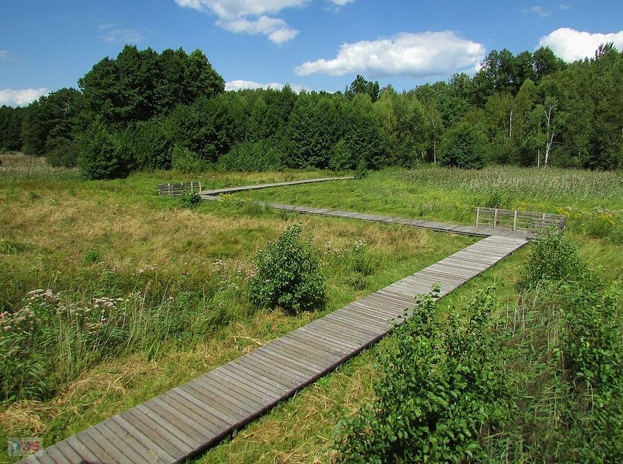 Olszowieckie Błota