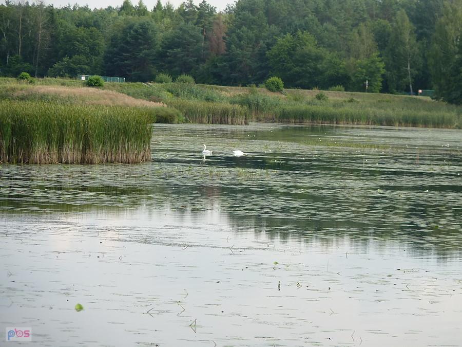 łabędzie