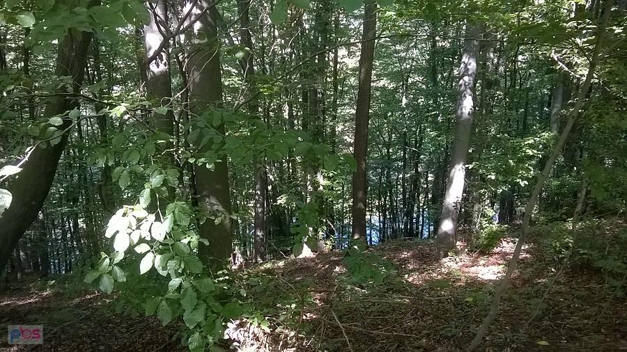 Widok na Wartę z grodziska Gąszczyk