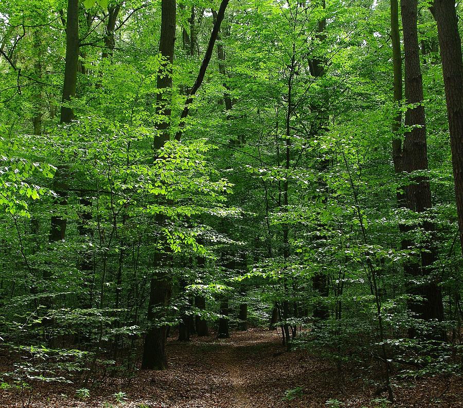 Zielenina, wszędzie zielenina.... - Wielkopolski Park Narodowy