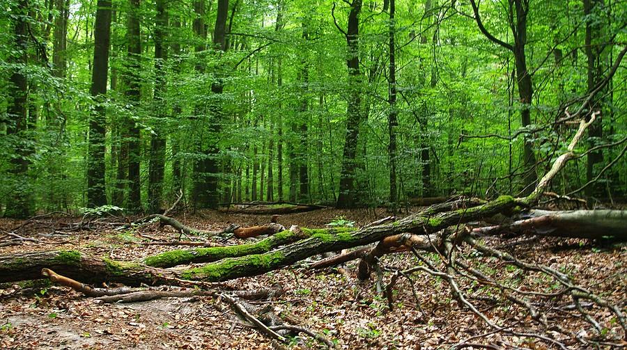 Każde martwe drzewo to osobny ekosystem - Wielkopolski Park Narodowy