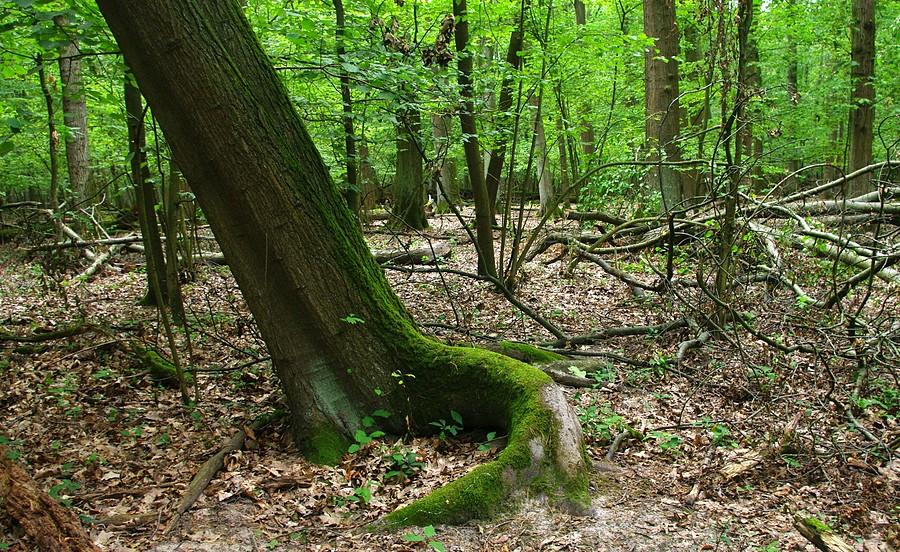 Drzewo-ośmiornica - Wielkopolski Park Narodowy