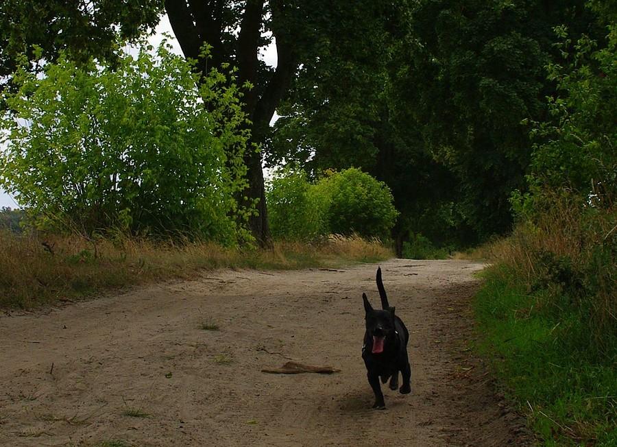 Gonić, gonić, gonić! - Wielkopolski Park Narodowy