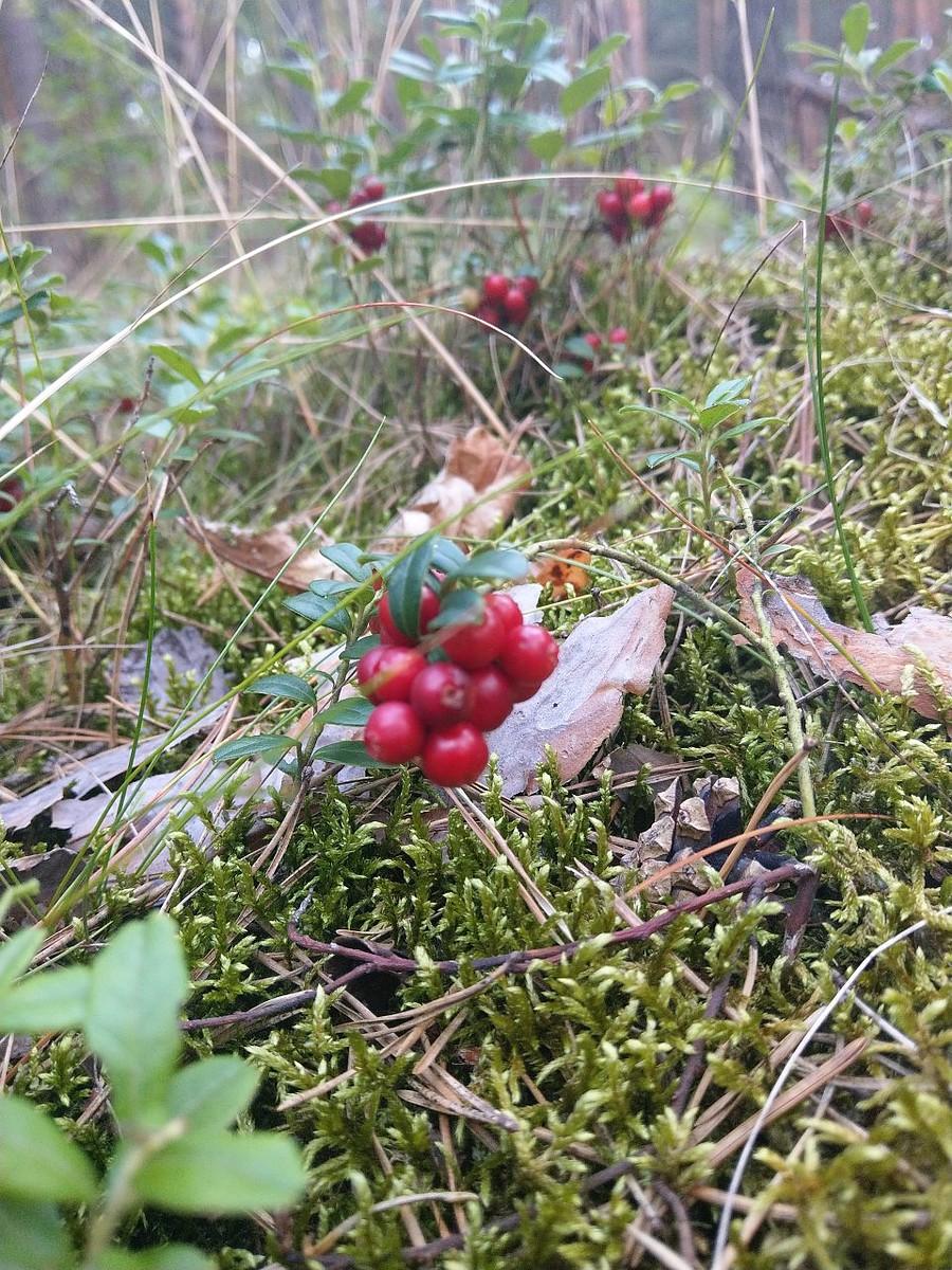 Borówek zatrzęsienie