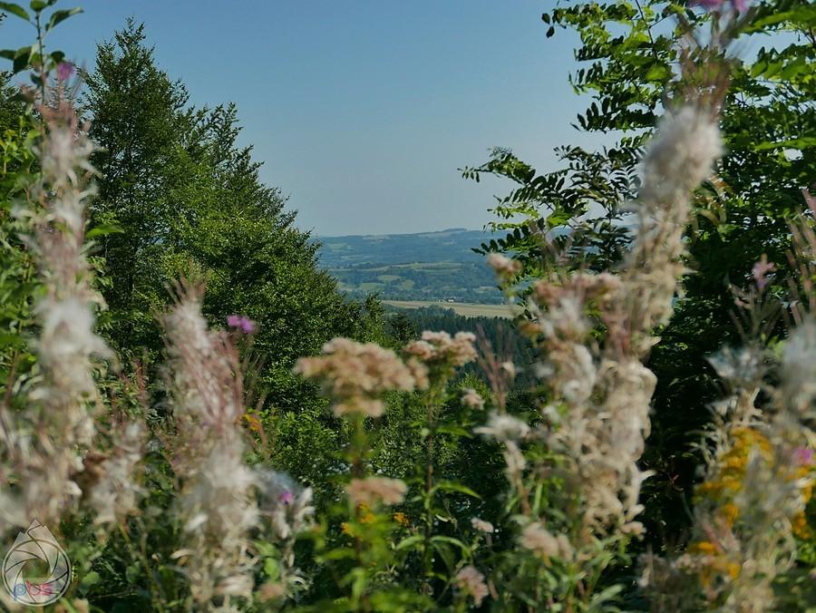 pogórze Strzyżowskie