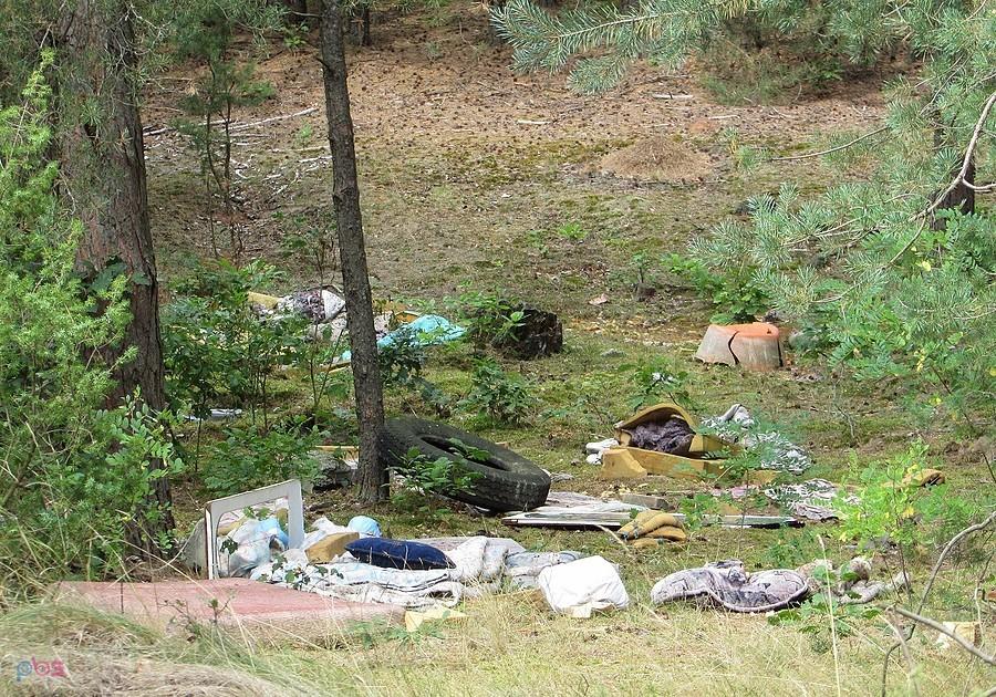 Puszcza Kozienicka - okolice wsi Bogucin
