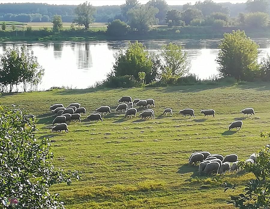 Nadwiślański wypas owiec