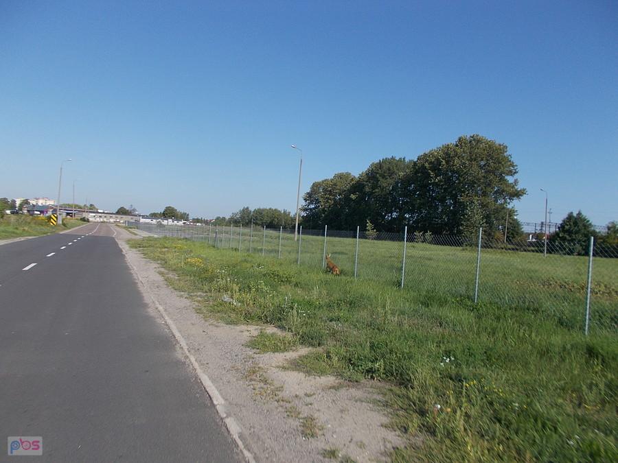 Sarenka na Lotniczej