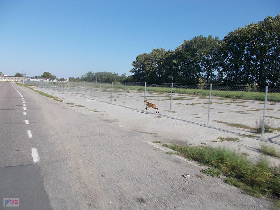 Sarenka na Lotniczej