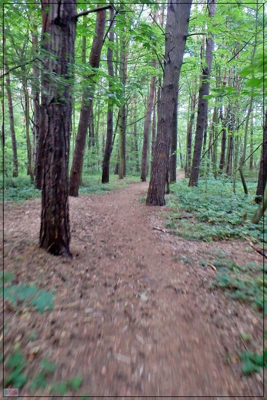 Singielek obok promenady