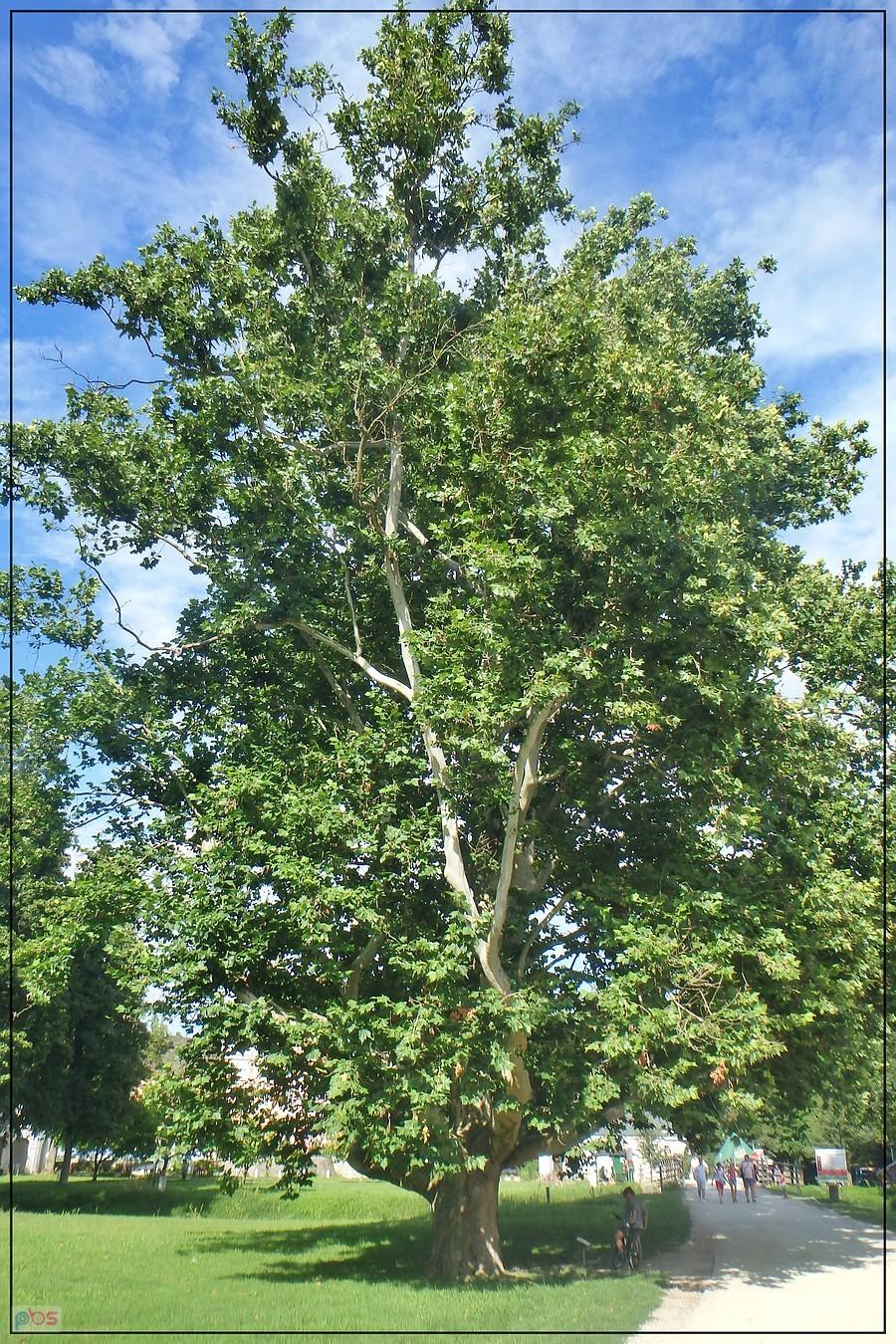 Zabytkowy platan - pomnik przyrody w Kurozwękach