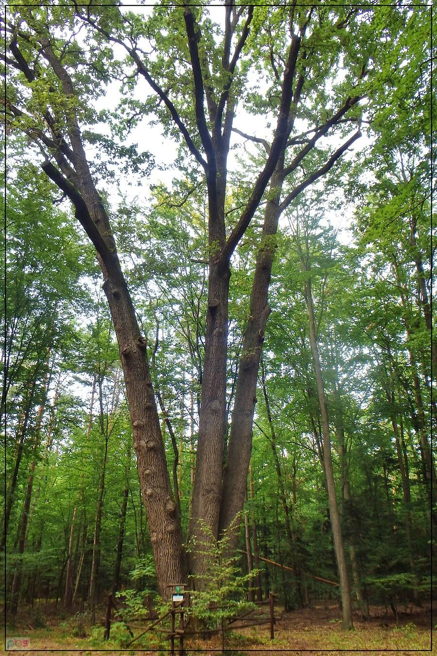 Pomnik przyrody - Dąb 3-bratek.