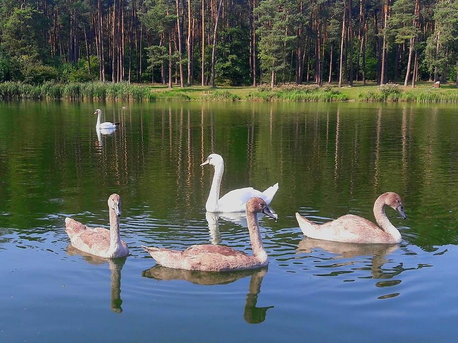 Rodzinka łabędzi.