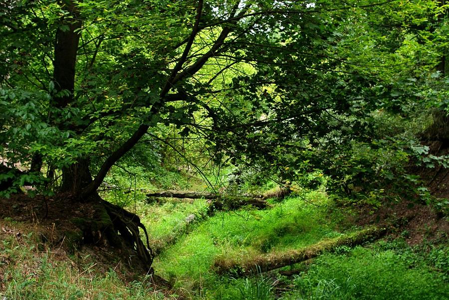 Tu się mało co zmienia, na szczęście - Wielkopolski Park Narodowy