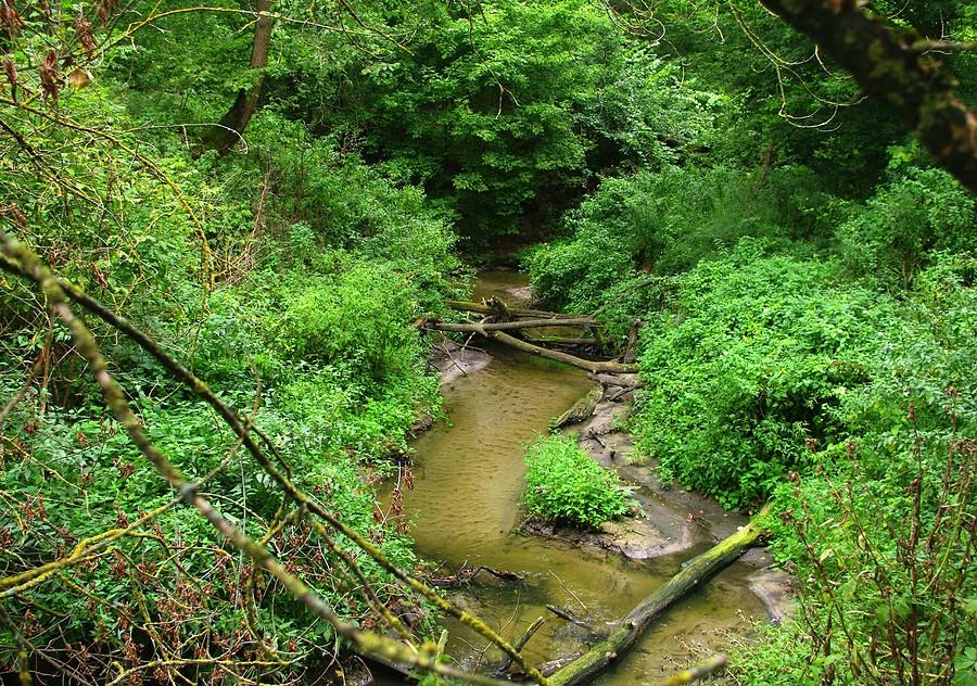 Przewalone drzewa, czyli nowy mikroklimat - Wielkopolski Park Narodowy
