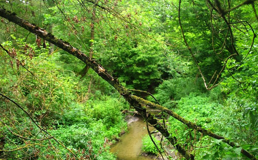 Widok kojący - Wielkopolski Park Narodowy