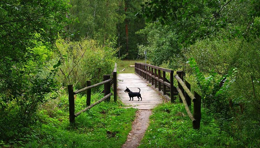 Stójka, może jakaś sójka? - Wielkopolski Park Narodowy