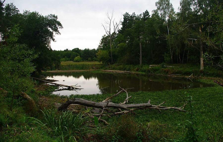 Moczary, bagna... - Wielkopolski Park Narodowy