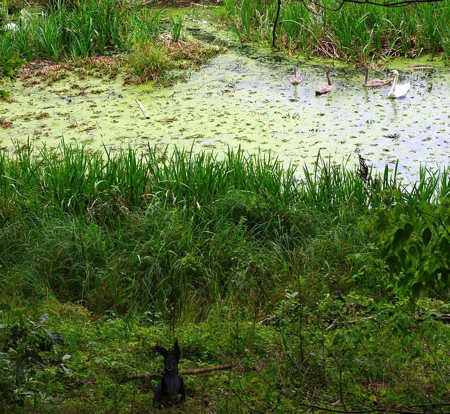 Rodzina łabędzi? Obszczekać! - Wielkopolski Park Narodowy