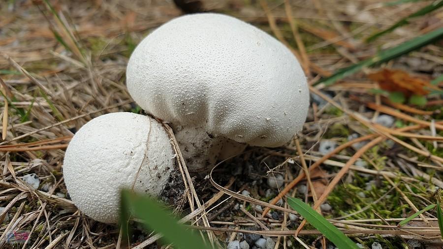 Purchaweczki ?
