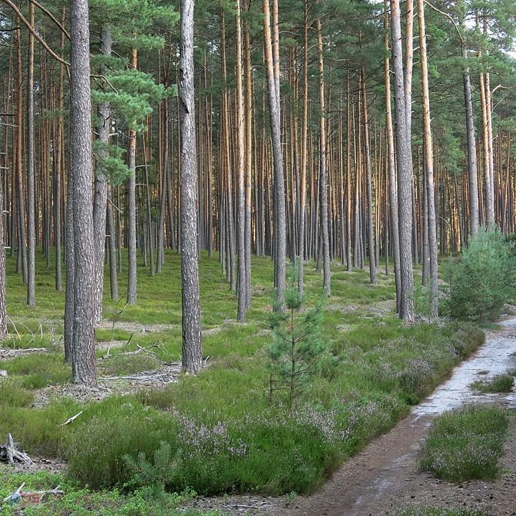 Bardzo ładny las, ale ile w nim piachu. Katorga