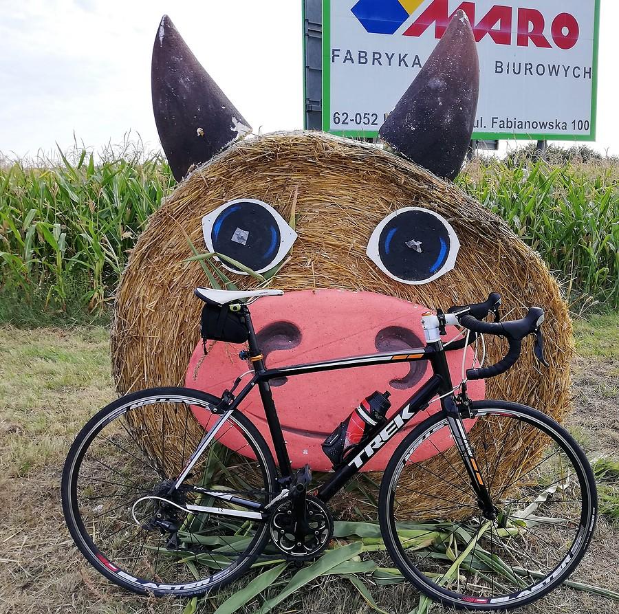 Szreniawa, krowa - Dożynki 2019