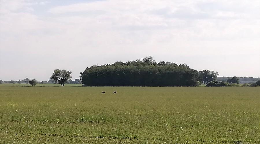 Sarniany popas, niestety telefon nie dał rady