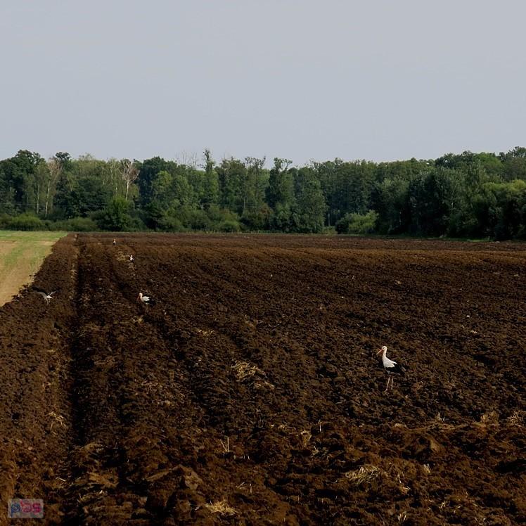 Zlot bocianów? :)